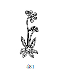 Dekor 481, blommor